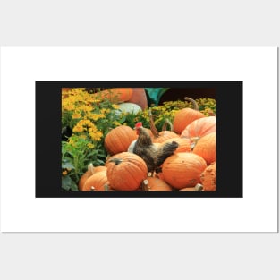 Chicken on pumpkins Posters and Art